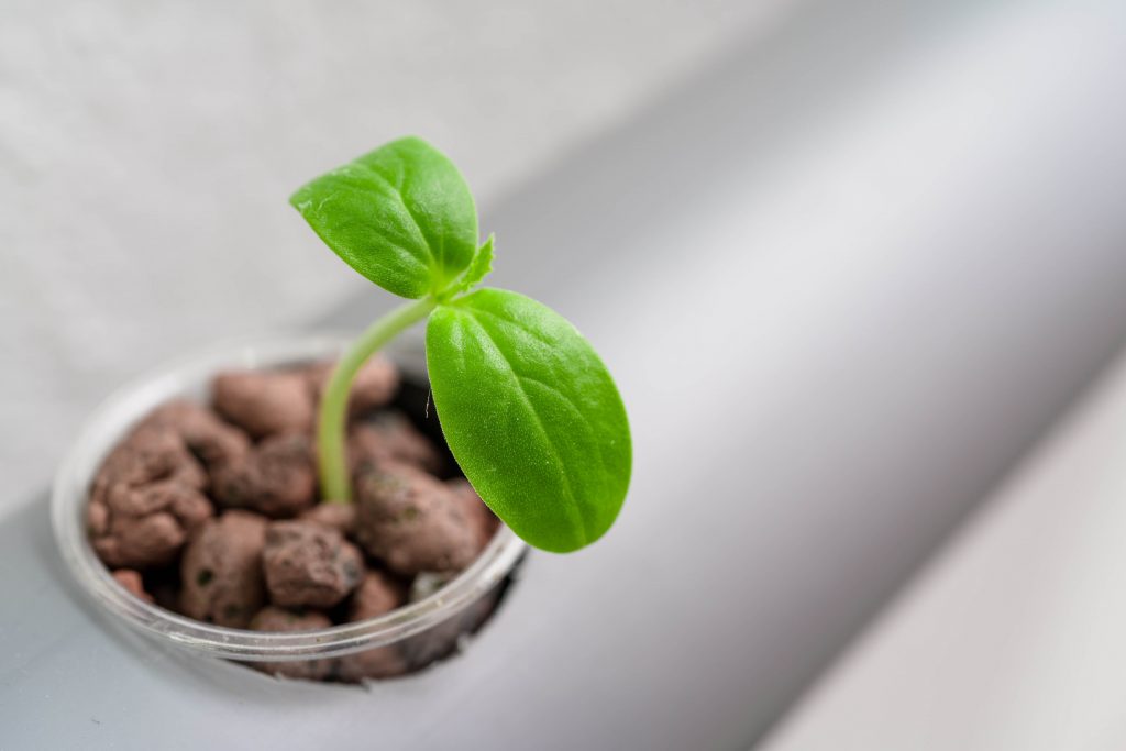 Rock system for hydroponics.