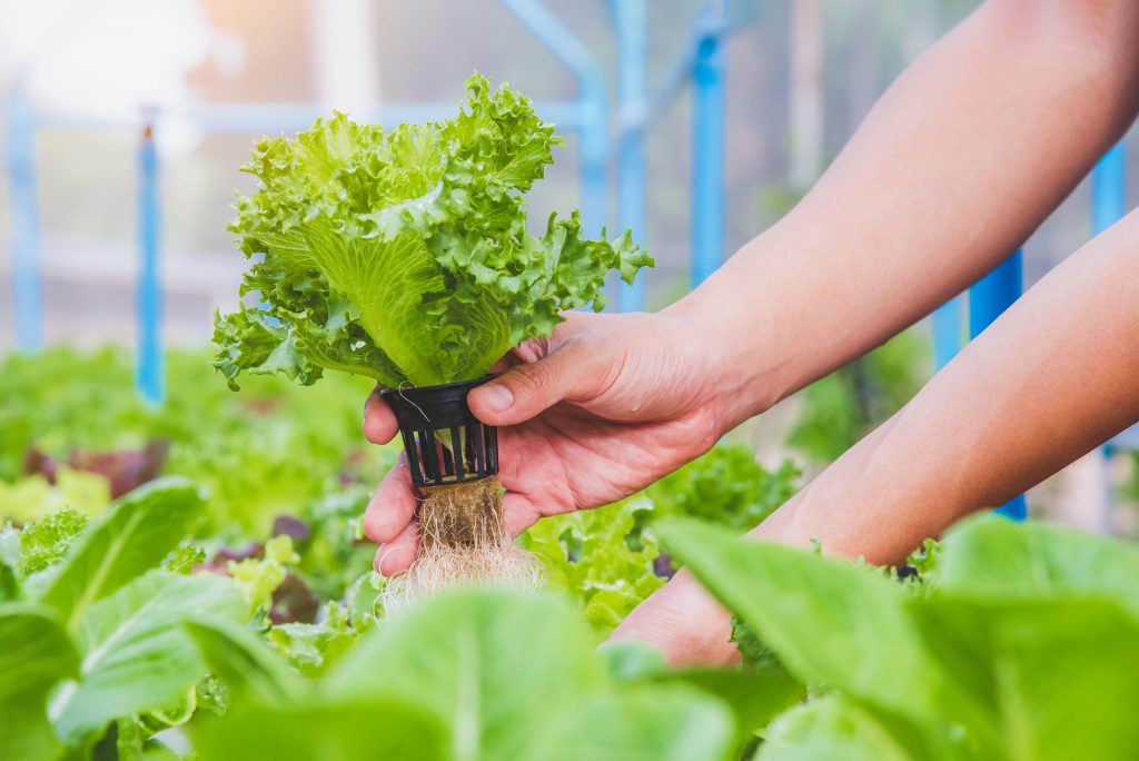 Growing lettuce in the hydroponics system.