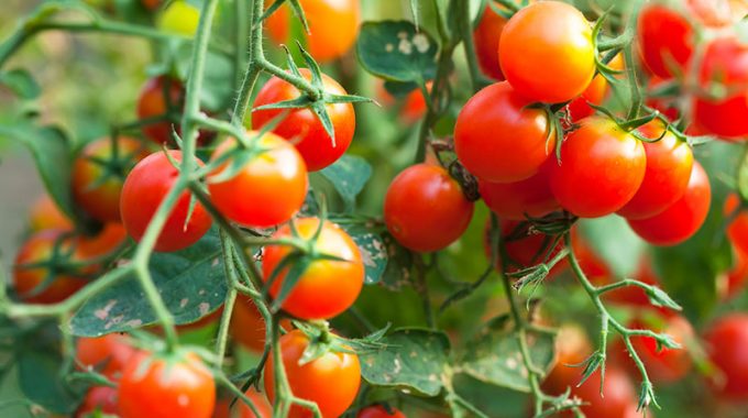 How to Grow Cherry Tomatoes