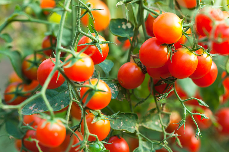 Planting Cherry Tomatoes: How To Grow Cherry Tomatoes