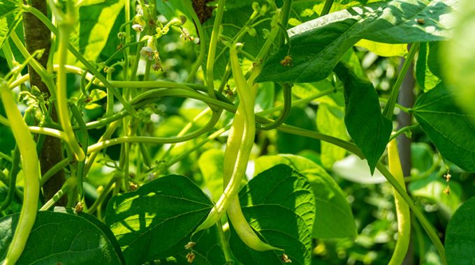 hydroponic beans