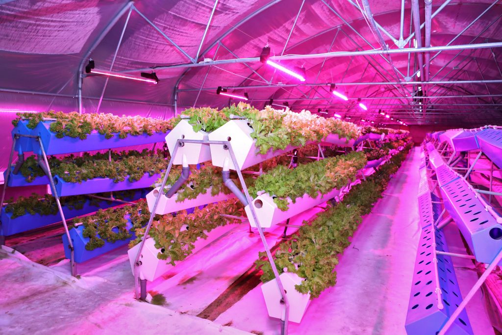 Lettuce in Aeroponics system.