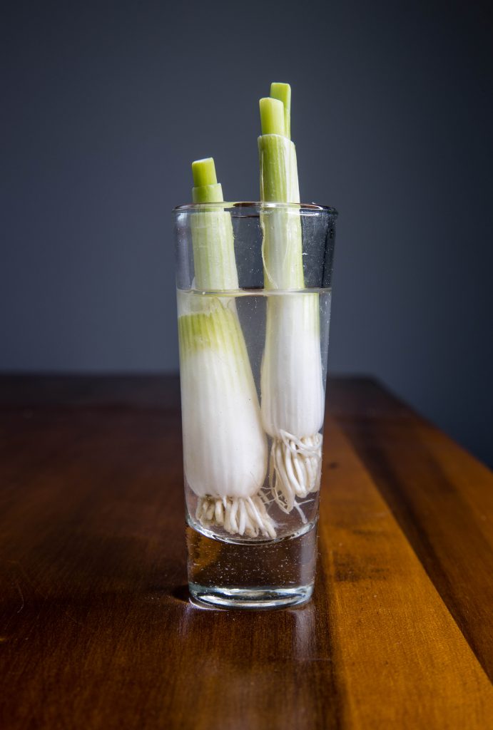 Green onion in water