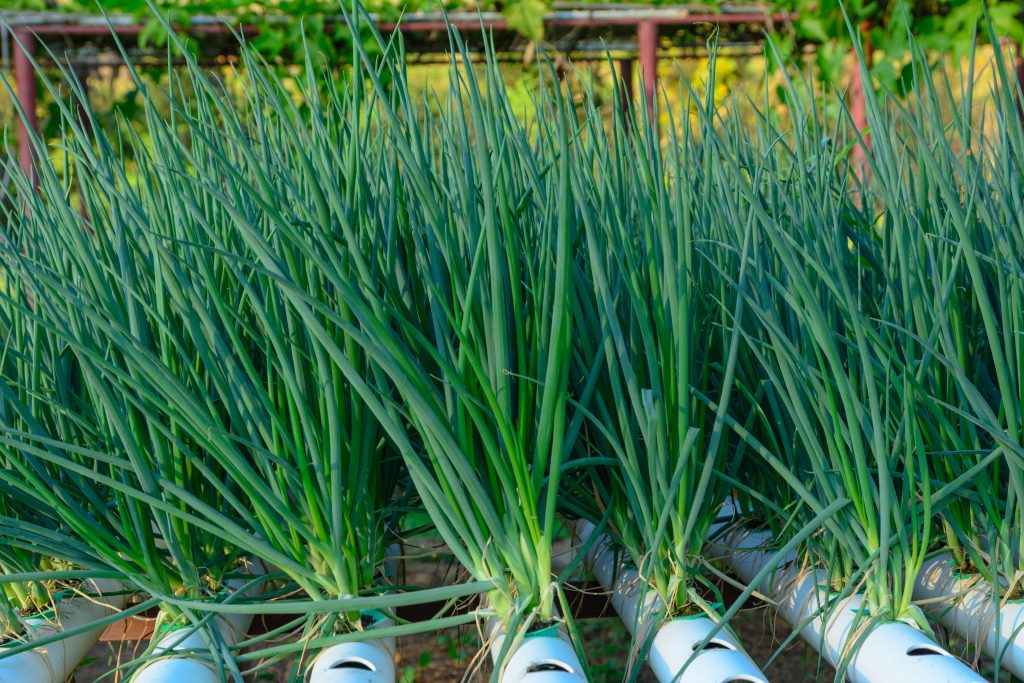 Can I Grow Onions Hydroponically  