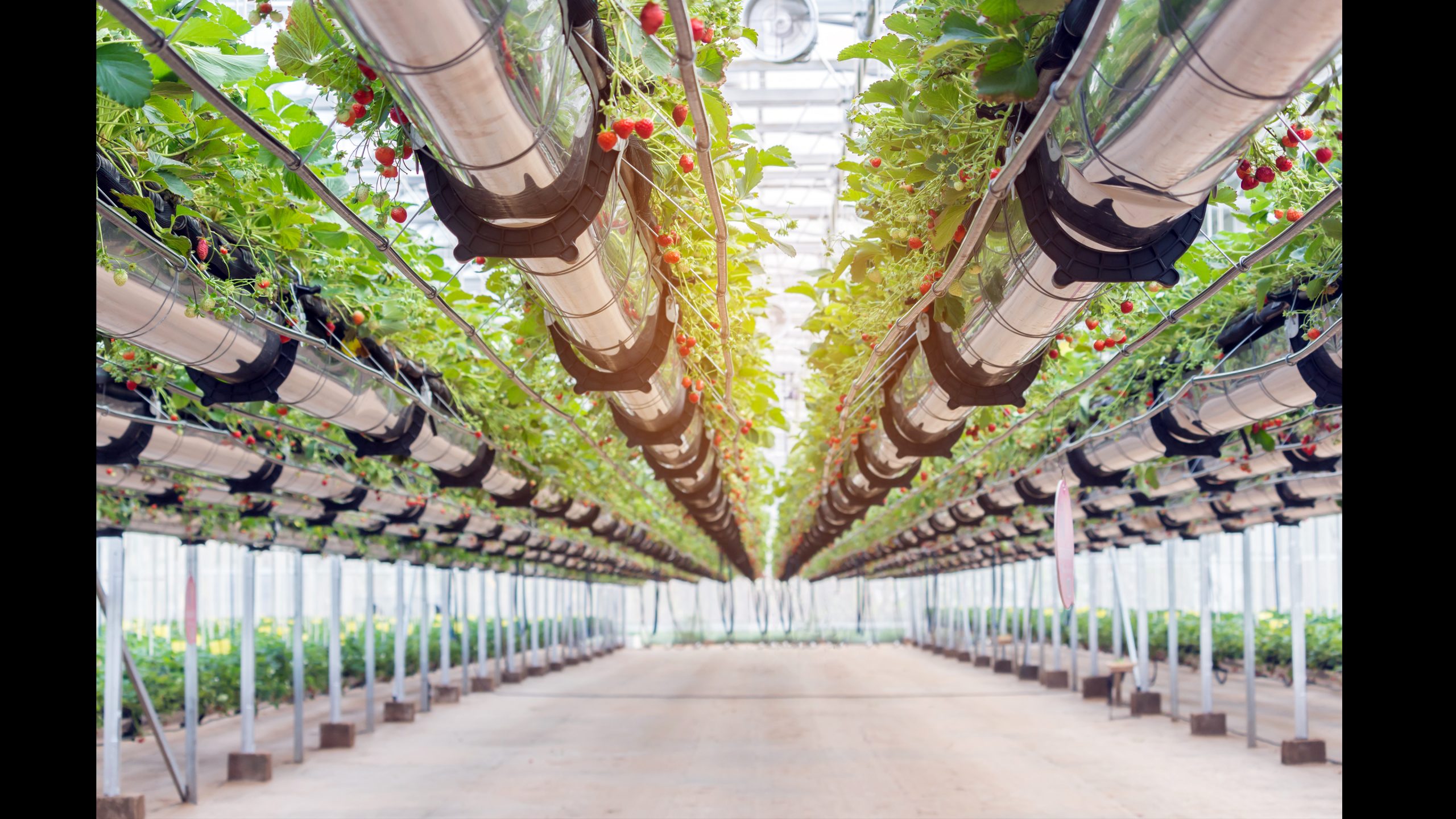 Aquaponics vs aeroponics Vertical Farming Crops Market to Eyewitness Massive Growth rate of 26.2% Globally, by 2027