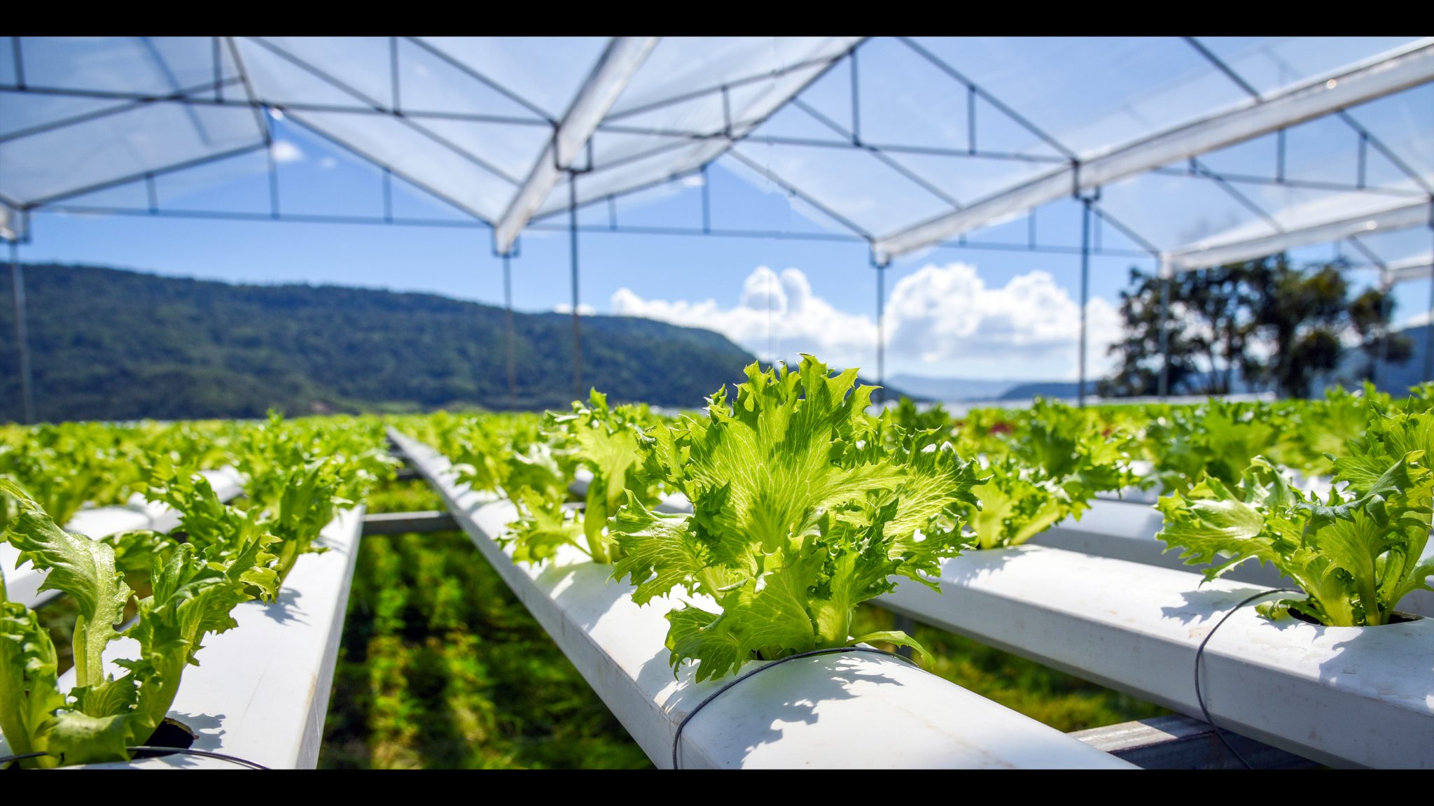 aeroponics vs. hydroponics: which method would be best for