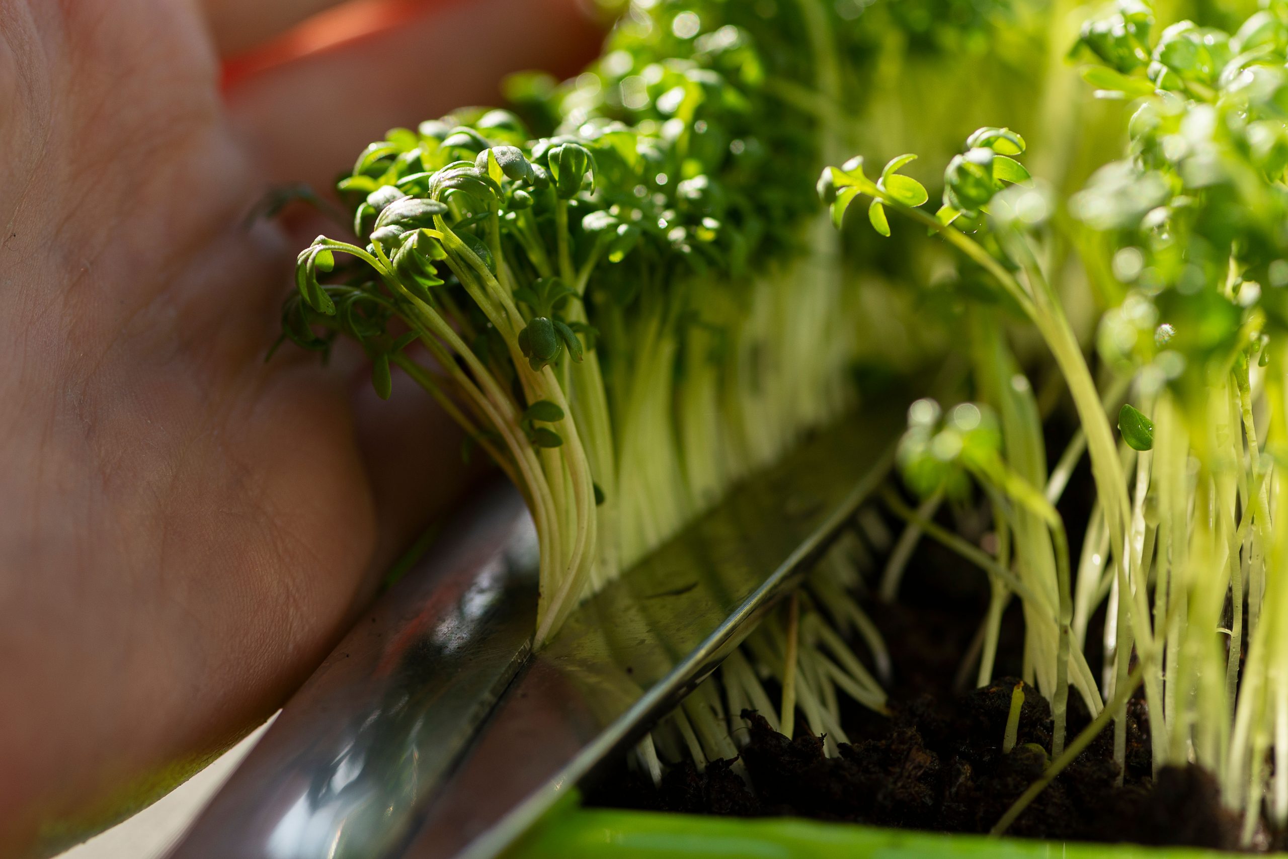 microgreens hydroponics