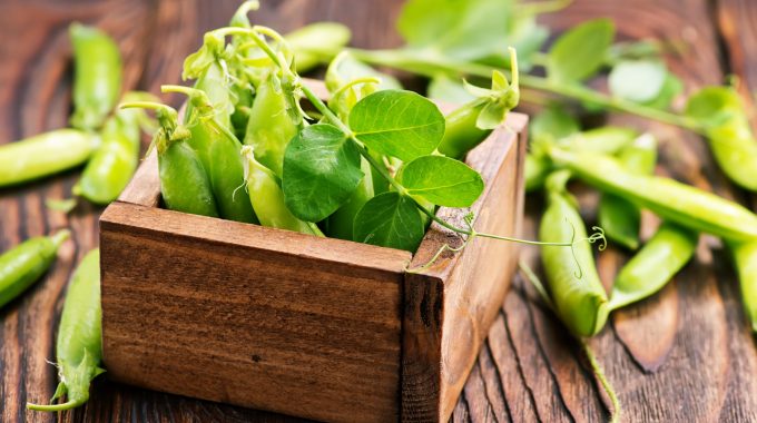 Green Peas For Hydroponics