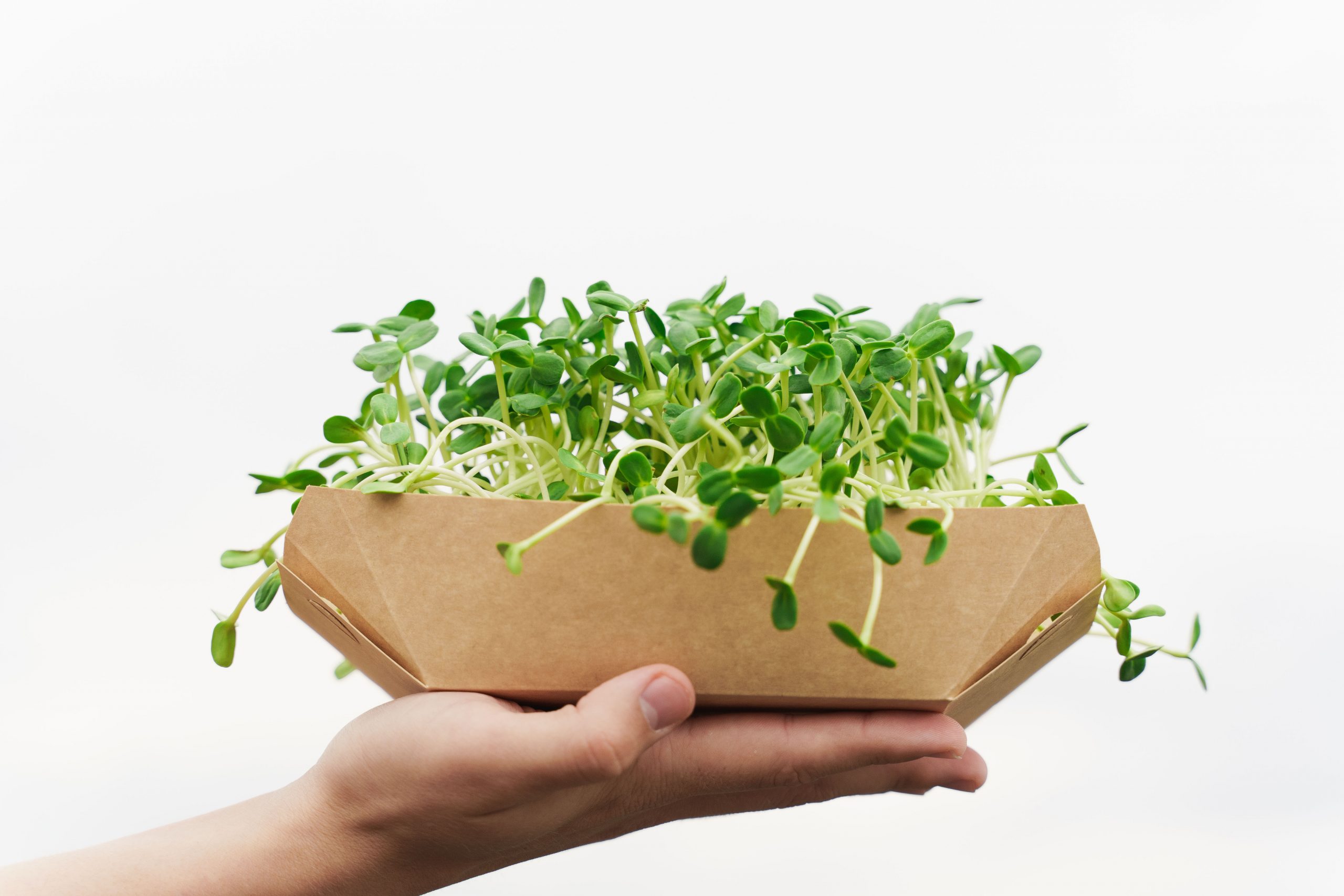 How To Grow Microgreens Using Hydroponics Aeroponics Vs Hydroponics