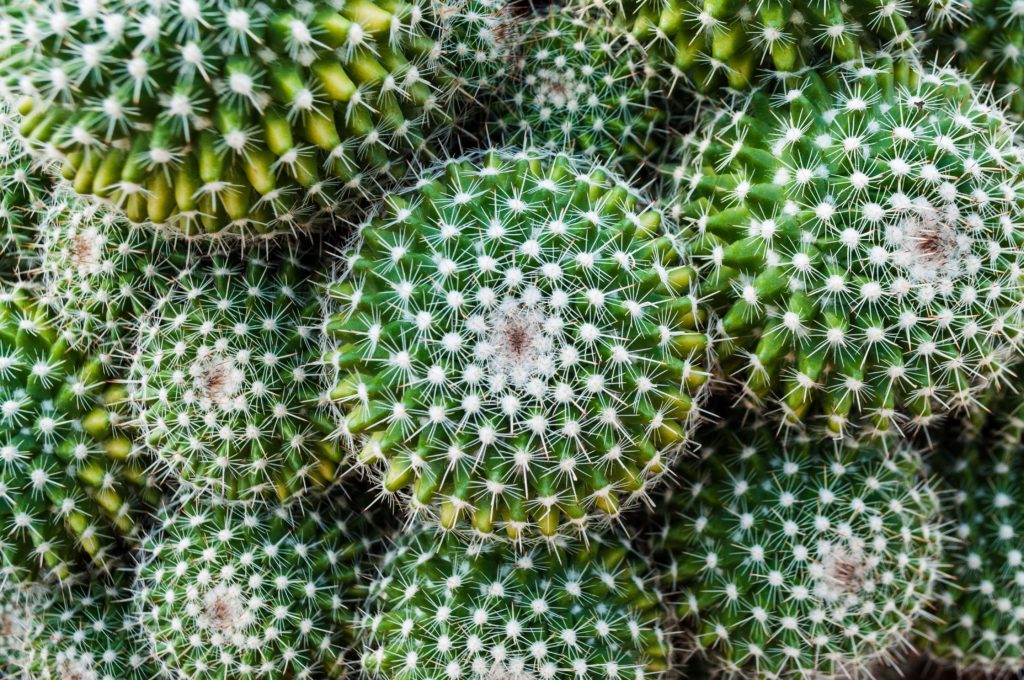 How to grow a hydroponic Cactus