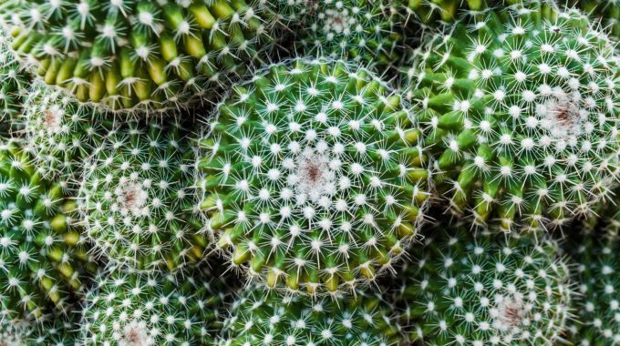 How To Grow A Hydroponic Cactus