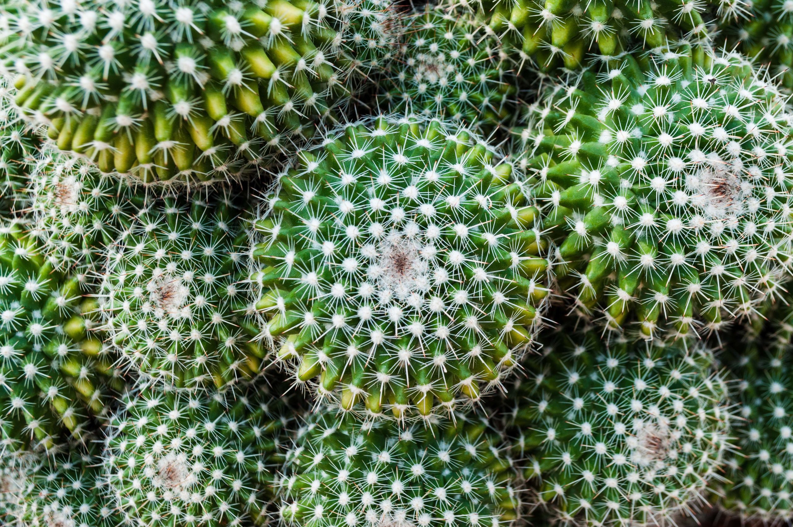 How To Grow A Hydroponic Cactus