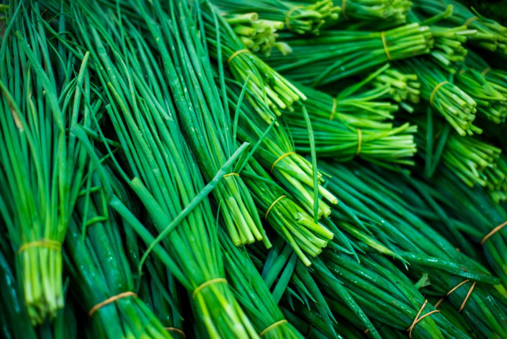 Growing hydroponic Chives