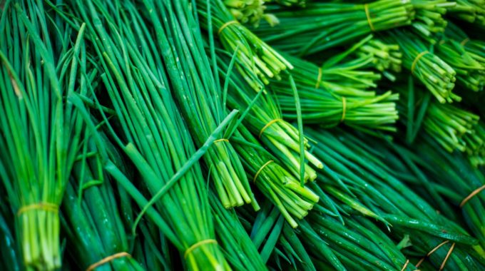 Growing Hydroponic Chives