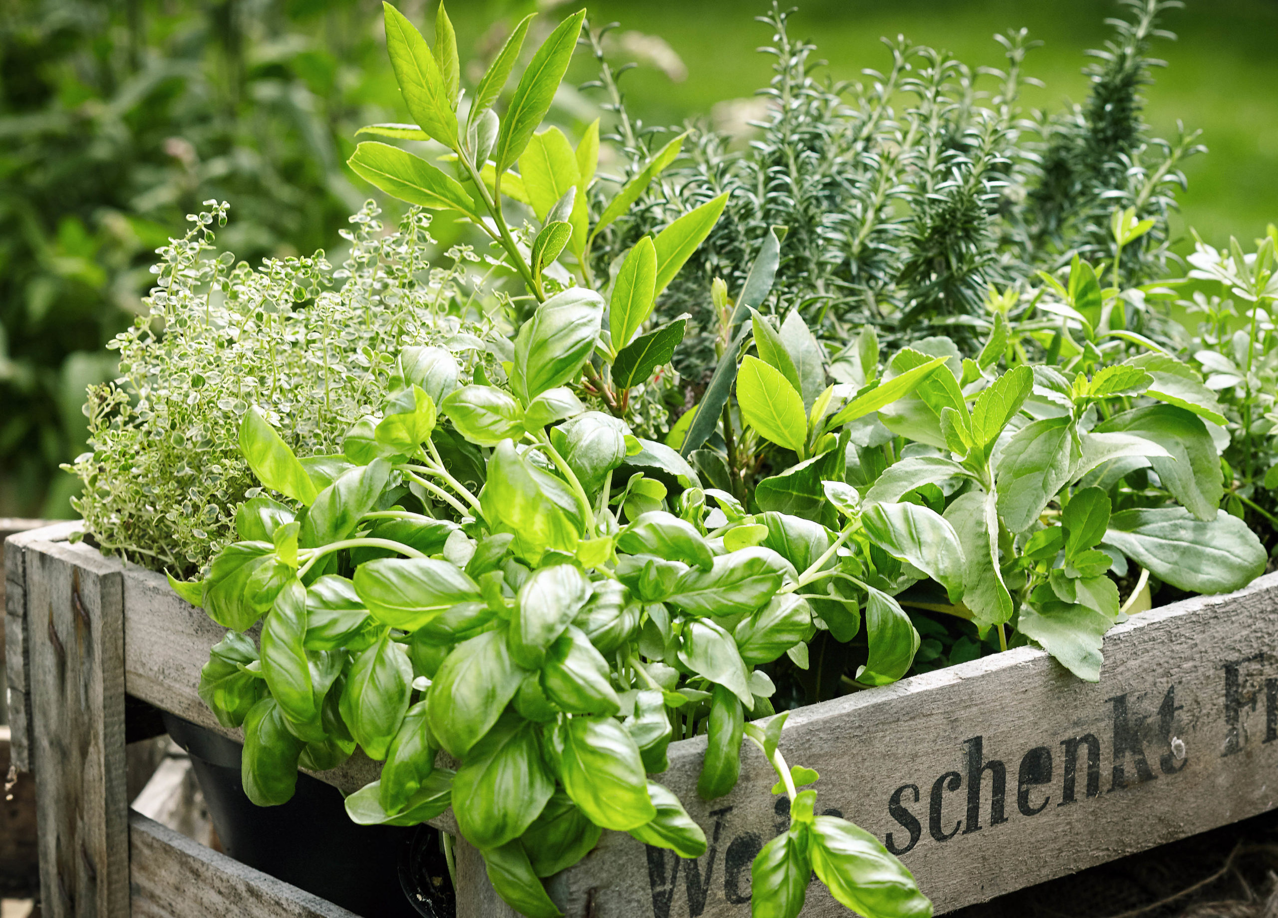 Herbs ready to harvest.