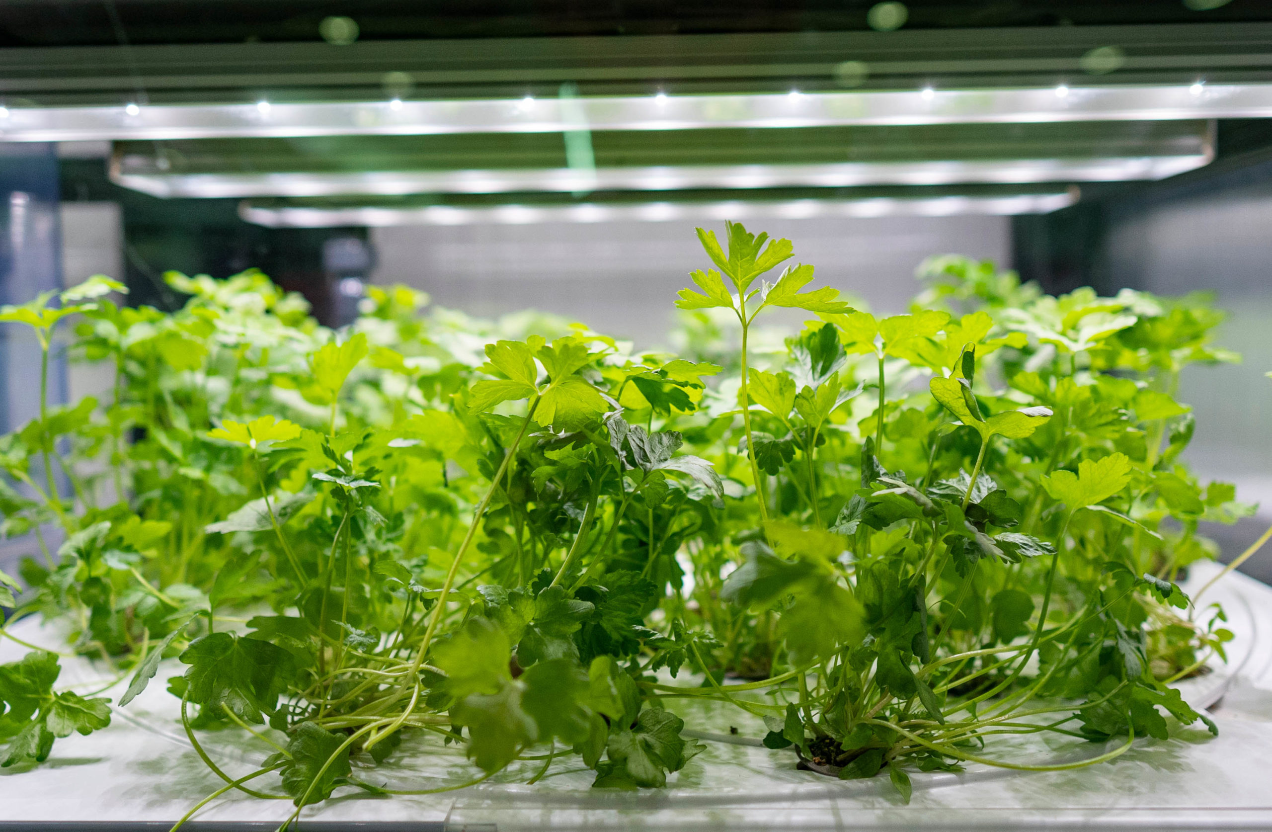 Grow parsley indoors with a hydroponic system.