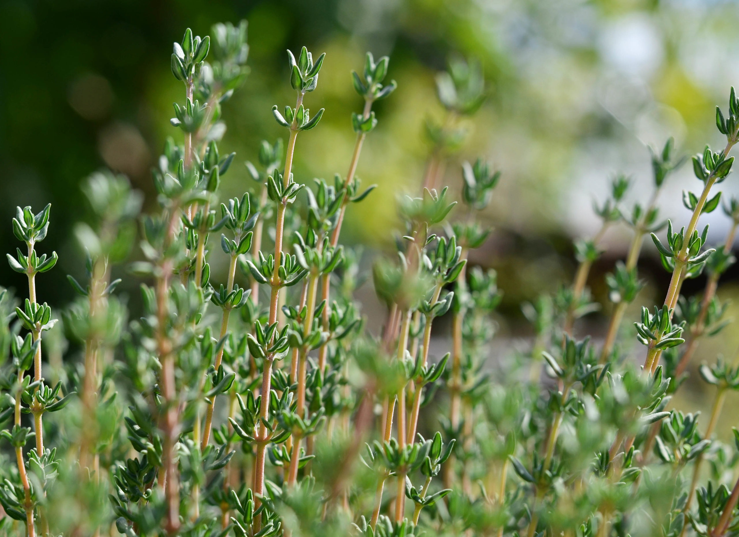 Thyme planted outside for fresh cooking.