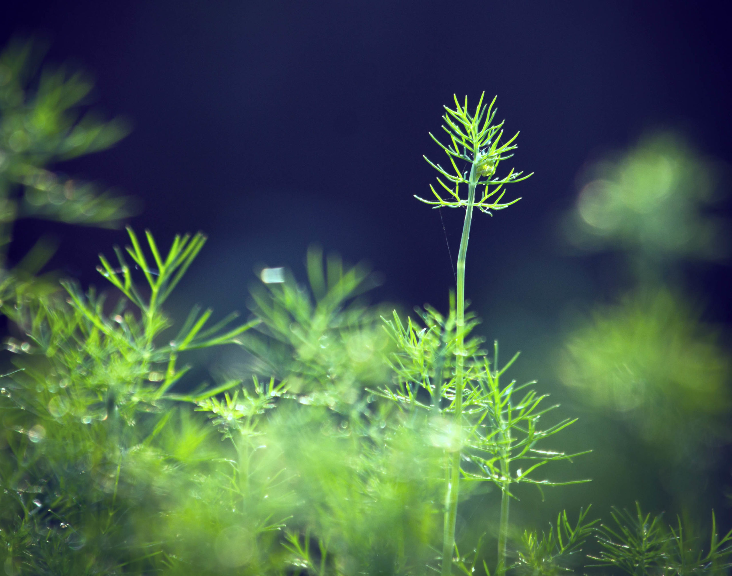 Dill plant