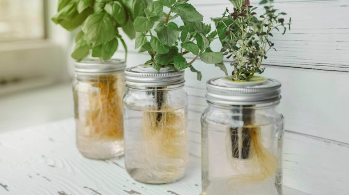 Hydroponic Basil In Mason Jar For Indoor Growing.