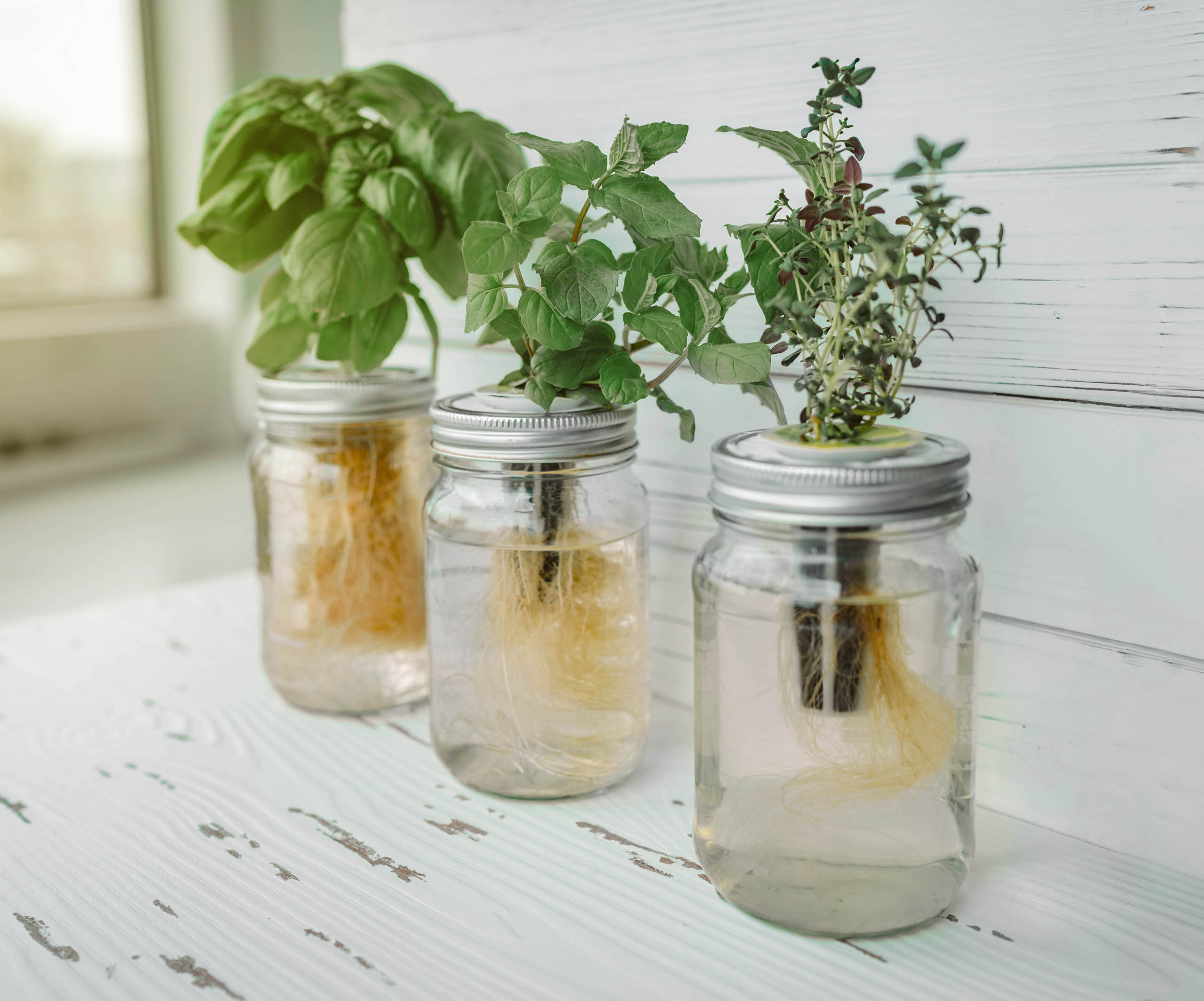 Hydroponic Basil In Mason Jar For Indoor Growing.