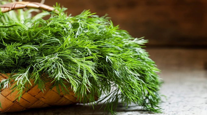 Fresh Dill From An Indoor Garden.