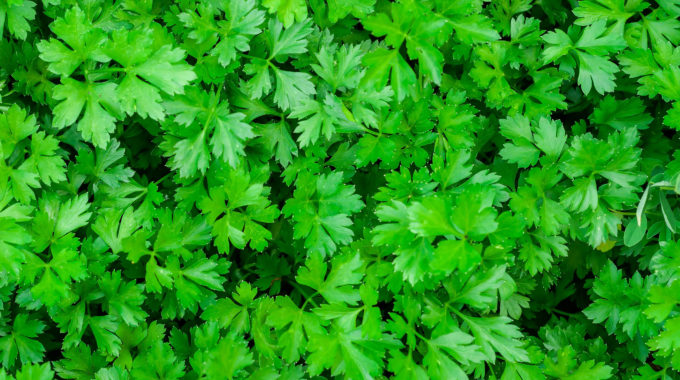 Parsley In A Garden For Cooking And Garnishing.