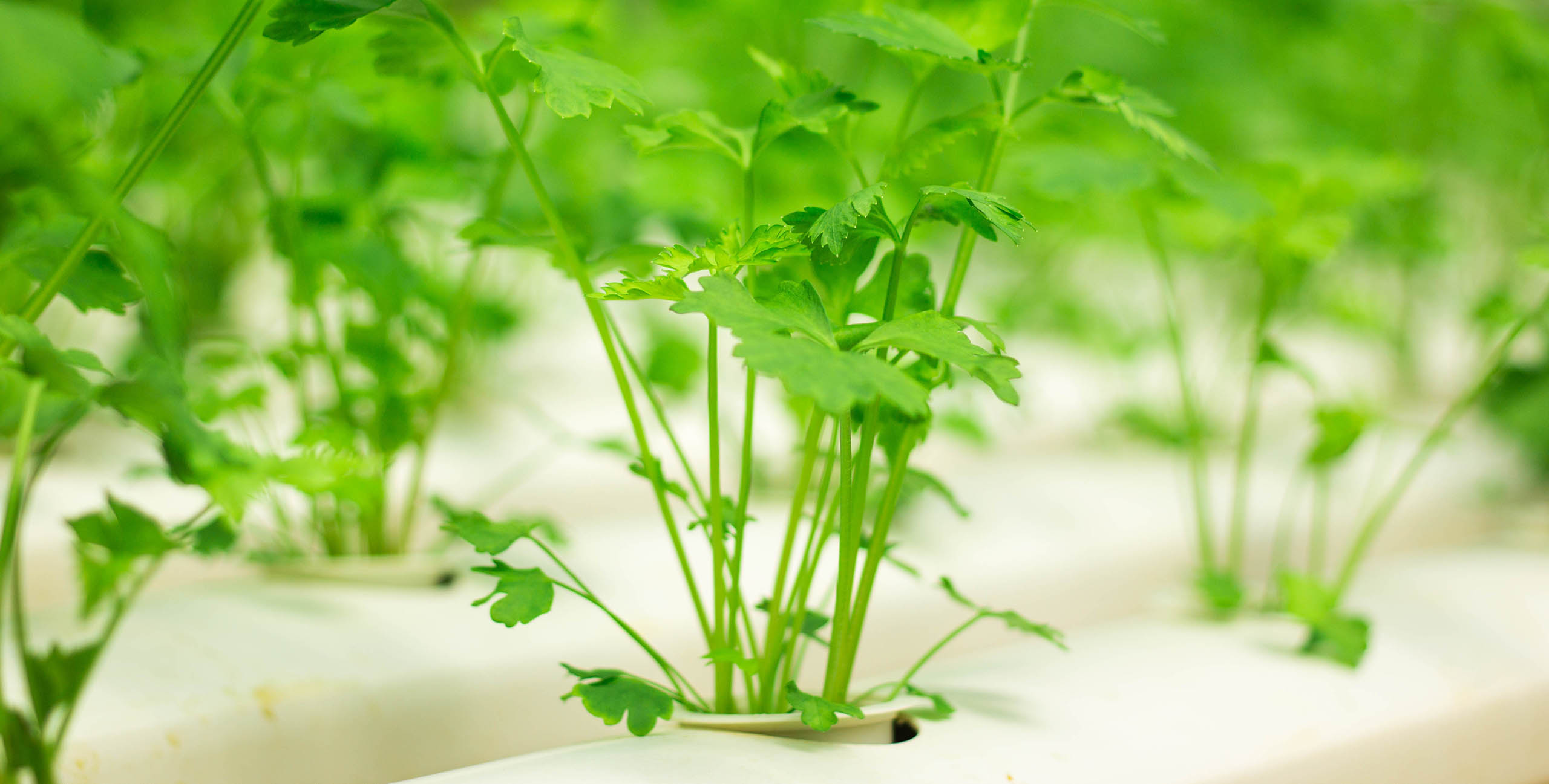 Parsley growing hydroponically quick and easy.