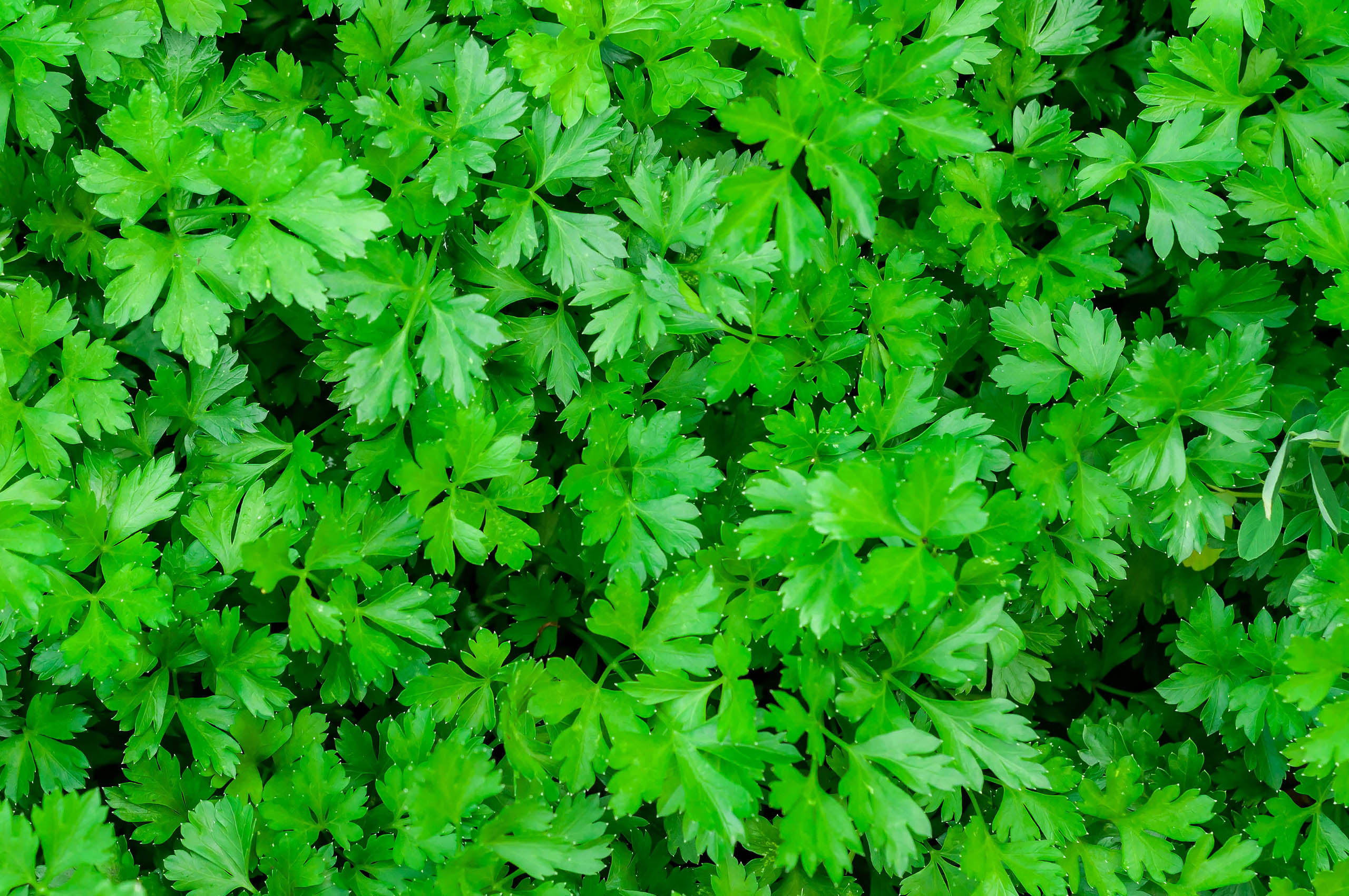 Parsley in a garden for cooking and garnishing.